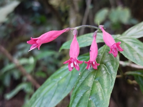 Odontonema (alternate view 5)