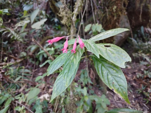 Odontonema (alternate view 6)