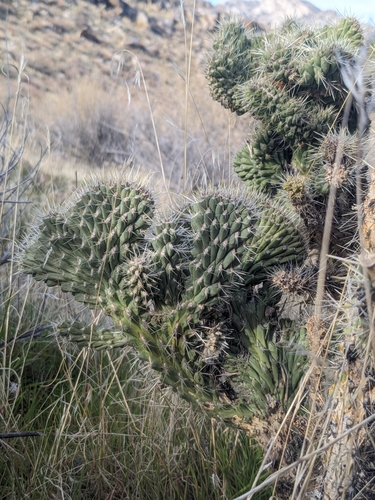 Cylindropuntia echinocarpa (Silver Cholla) (alternate view 8)