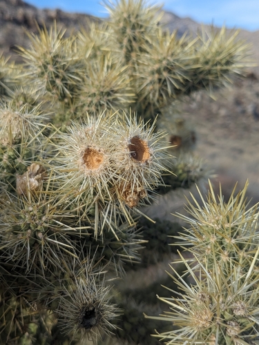 Cylindropuntia echinocarpa (Silver Cholla) (alternate view 9)