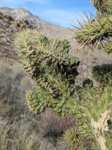 Cylindropuntia echinocarpa (Silver Cholla) (alternate view 10)