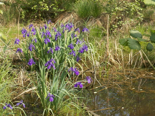 Iris laevigata (alternate view 11)