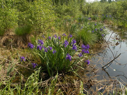 Iris laevigata (alternate view 12)