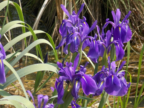 Iris laevigata (alternate view 10)