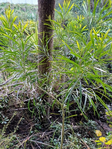 Acacia maidenii (Maiden's Wattle) (alternate view 4)