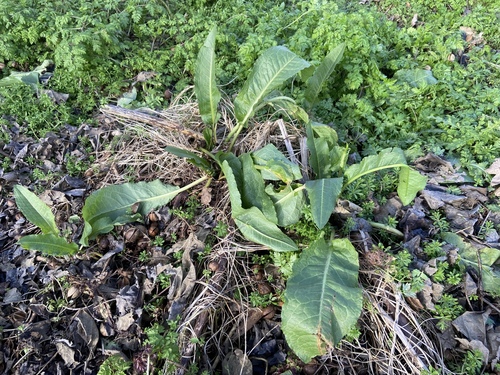 Rumex cristatus (Greek Dock)