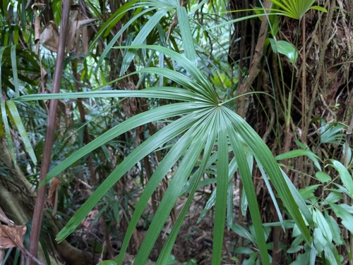 Rhapis excelsa (Lady Palm Tree)