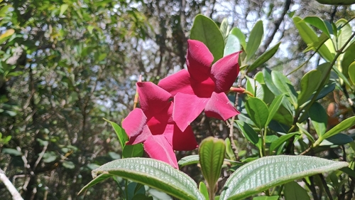 Mandevilla sanderi (Pink Mandevilla)