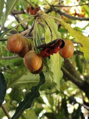 Pittosporum undulatum (Australian Cheesewood) (alternate view 5)