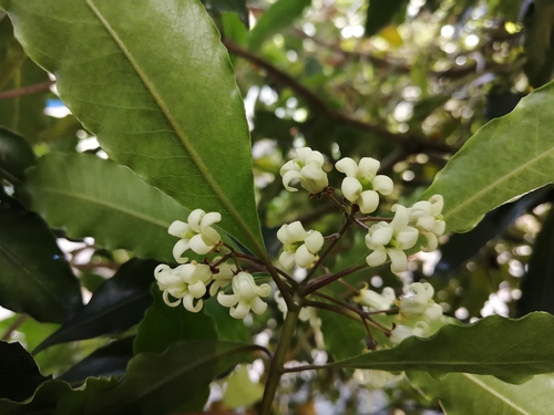 Pittosporum undulatum (Australian Cheesewood) (alternate view 6)