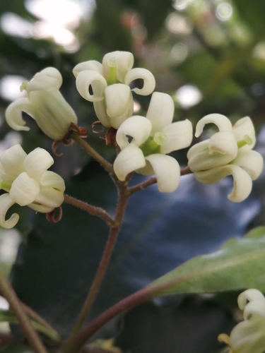 Pittosporum undulatum (Australian Cheesewood) (alternate view 7)