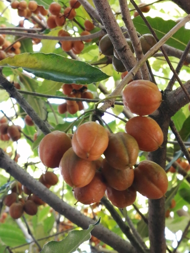 Pittosporum undulatum (Australian Cheesewood) (alternate view 8)