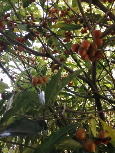 Pittosporum undulatum (Australian Cheesewood) (alternate view 9)