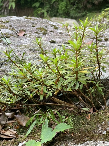 Rhododendron indicum (southern Indian azalea)