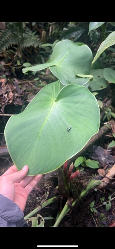 Philodendron rugosum (Philodendron Pig Skin) (alternate view 4)