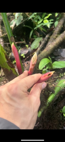 Philodendron rugosum (Philodendron Pig Skin) (alternate view 5)