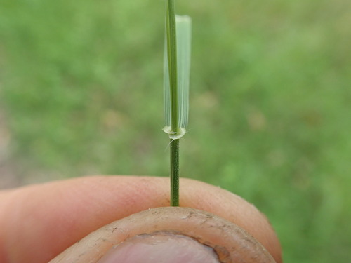 Microlaena stipoides (Weeping-grass) (alternate view 2)