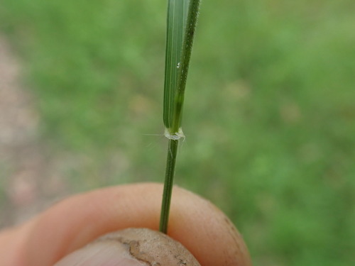 Microlaena stipoides (Weeping-grass) (alternate view 3)