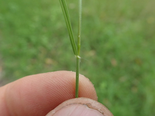 Microlaena stipoides (Weeping-grass) (alternate view 4)