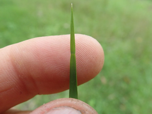 Microlaena stipoides (Weeping-grass) (alternate view 5)
