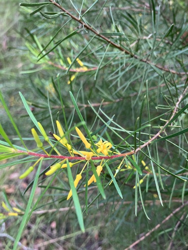 Persoonia virgata (small-leaved geebung) (alternate view 4)