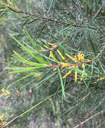 Persoonia virgata (small-leaved geebung) (alternate view 5)