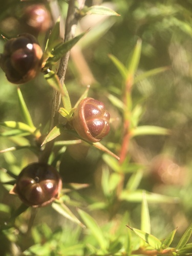 Leptospermum continentale (prickly tea-tree) (alternate view 6)