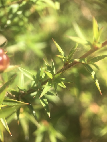 Leptospermum continentale (prickly tea-tree) (alternate view 7)