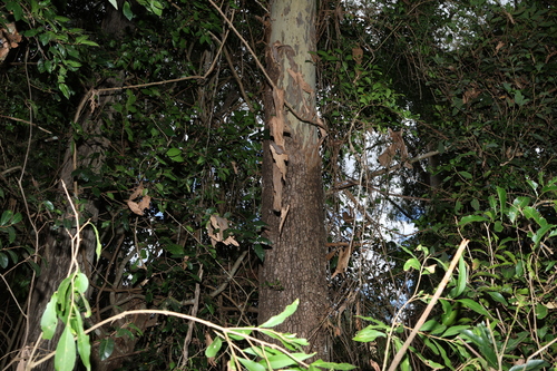 Corymbia tessellaris (Carbeen) (alternate view 9)