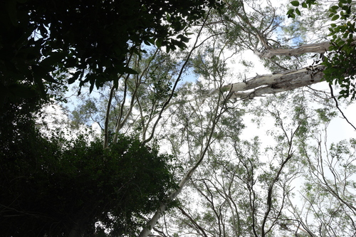 Corymbia tessellaris (Carbeen) (alternate view 10)