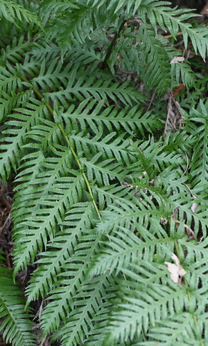 Woodwardia fimbriata (Giant Chain Fern) (alternate view 2)
