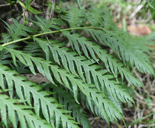 Woodwardia fimbriata (Giant Chain Fern) (alternate view 3)