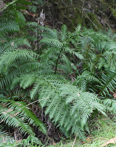 Woodwardia fimbriata (Giant Chain Fern)
