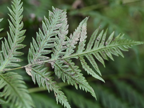 Woodwardia fimbriata (Giant Chain Fern) (alternate view 4)