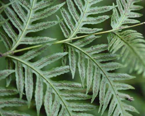 Woodwardia fimbriata (Giant Chain Fern) (alternate view 5)