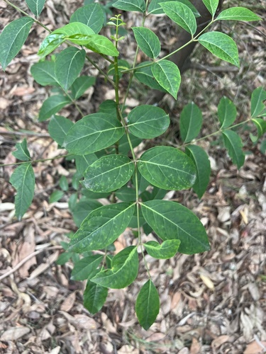 Polyscias sambucifolia (Elderberry Panax) (alternate view 6)
