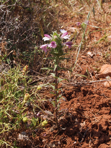 Bellardia trixago (Mediterranean lineseed) (alternate view 8)