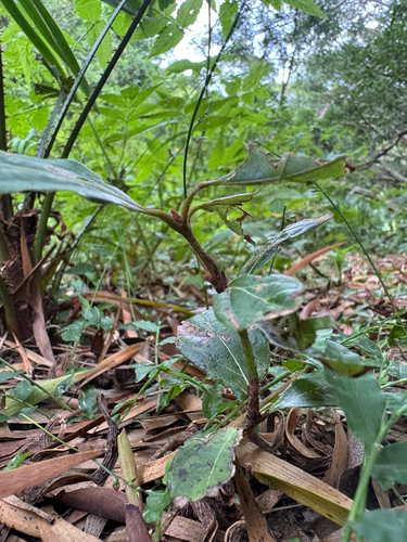 Neolitsea dealbata (Bolly Gum) (alternate view 2)