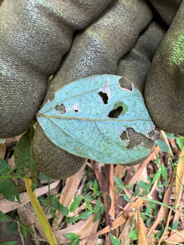 Neolitsea dealbata (Bolly Gum) (alternate view 3)