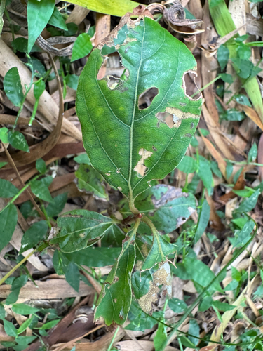 Neolitsea dealbata (Bolly Gum)