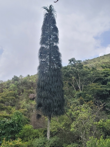 Pandanus (screwpines) (alternate view 3)