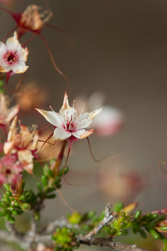 Calytrix tetragona (Fringe Myrtle) (alternate view 9)
