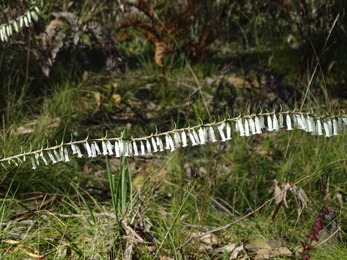 Epacris impressa (Common Heath) (alternate view 6)
