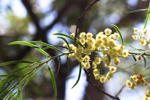 Acacia fimbriata (Brisbane wattle) (alternate view 5)
