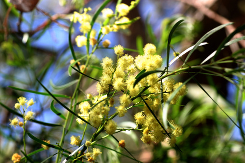 Acacia fimbriata (Brisbane wattle) (alternate view 6)