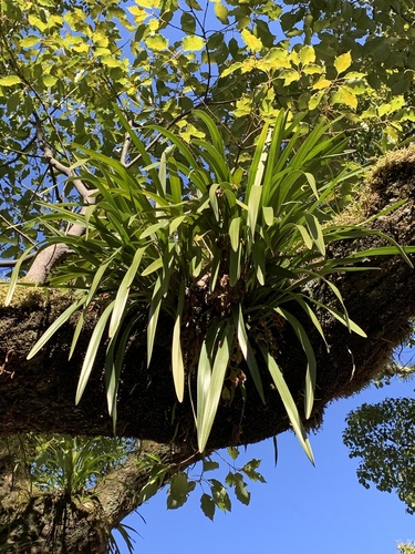 Cymbidium (Boat Orchids)