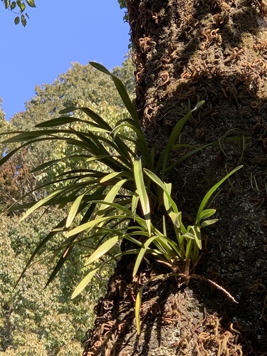 Cymbidium (Boat Orchids) (alternate view 3)