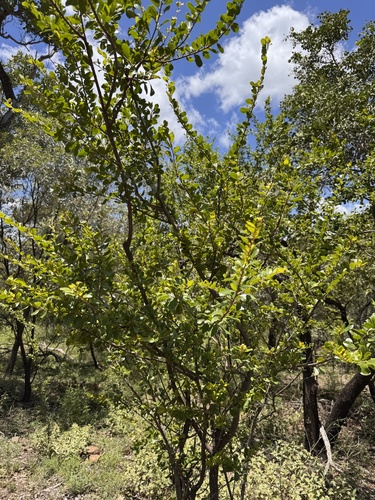Petalostigma pubescens (quinine bush) (alternate view 8)