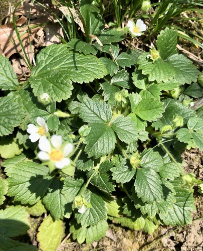 Potentilla sterilis (Barren Strawberry)