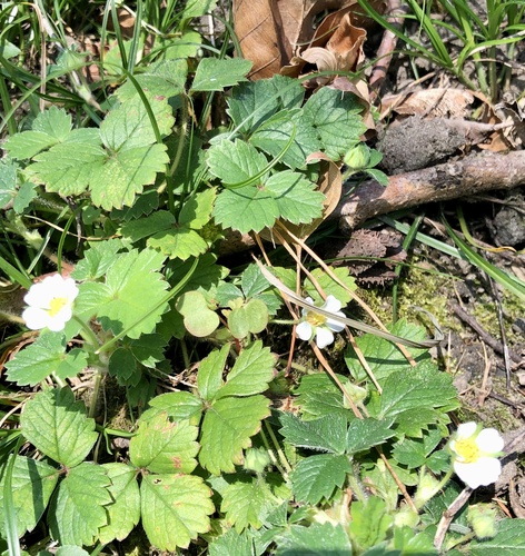 Potentilla sterilis (Barren Strawberry)